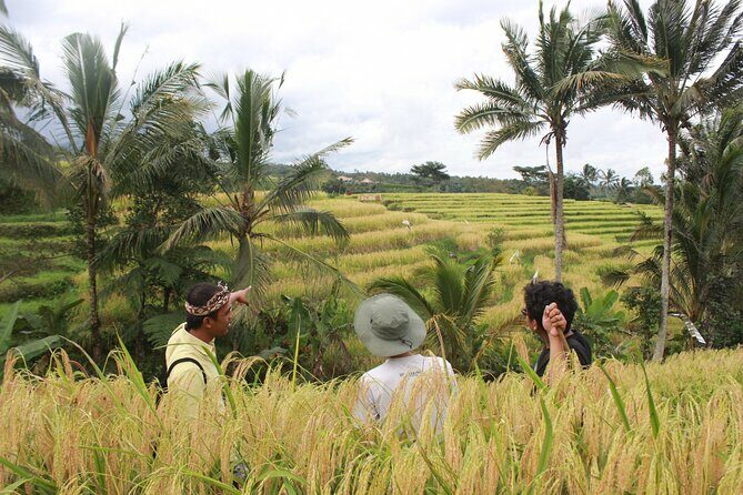 Munduk Private Customized Highlights Tour - The Itinerary: What You’ll See and Experience