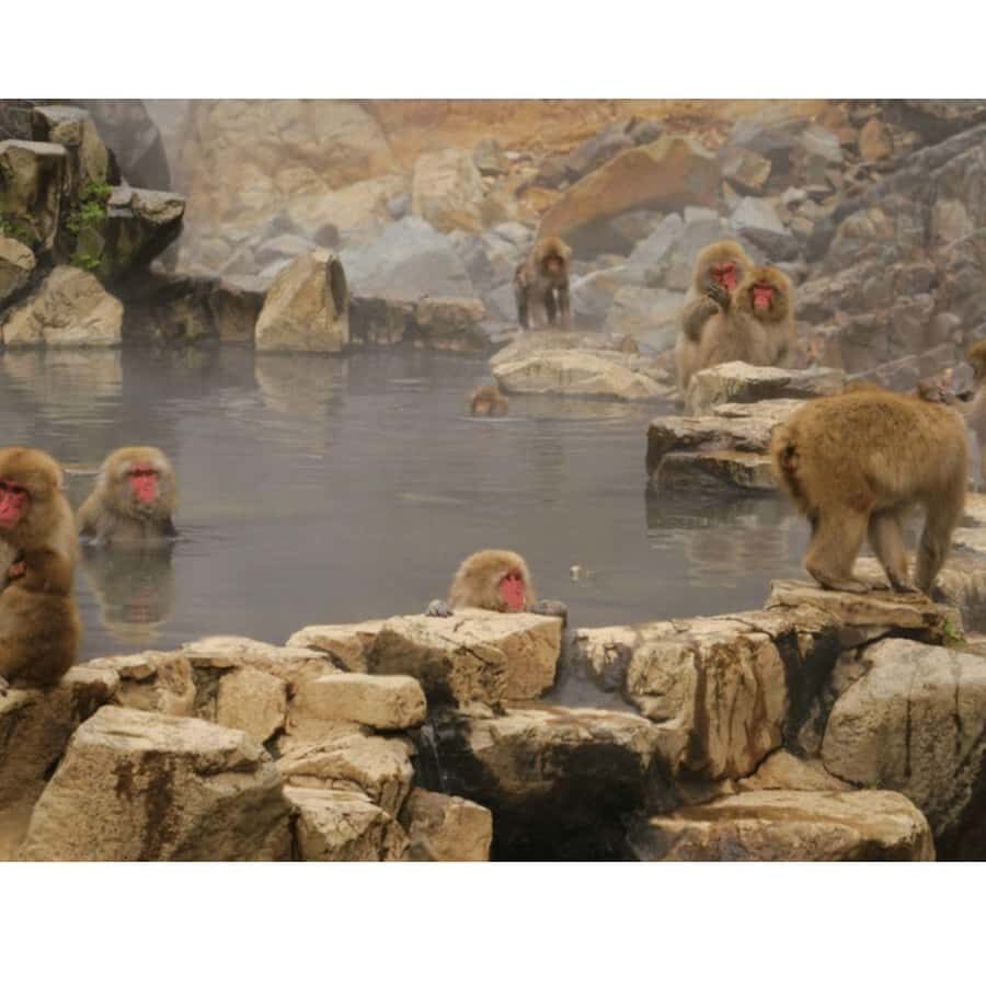 Nagano/ Tokyo: Snow Monkey Private Day Tour Fully Customised - Is This Tour Right for You?
