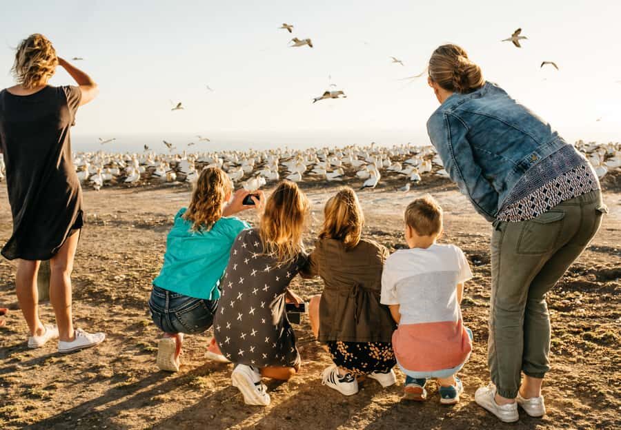 Napier: Cape Kidnappers Gannet, Nature & Sightseeing Tour - What You Can Expect During the Tour