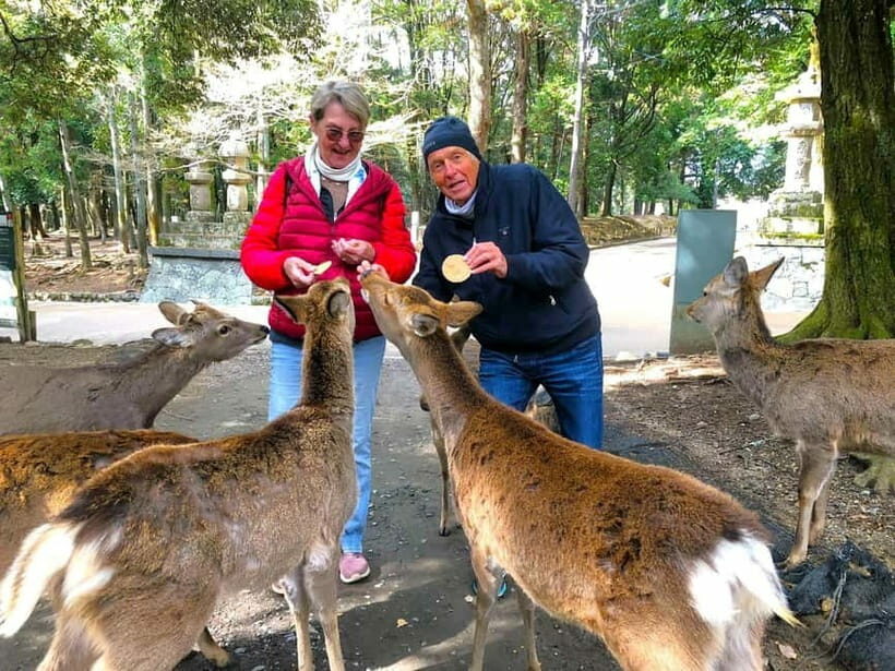 Nara: 3-Hour Guided Tour with Deer, Great Buddha & Shrines - The Sum Up: Who Will Love This Tour?