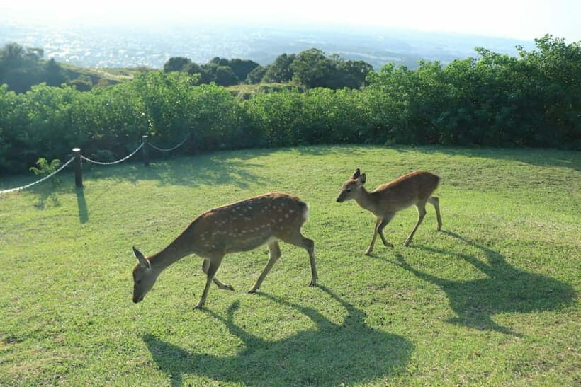 Nara: Hike Mt. Wakakusa and Encounter Wild Free-Roaming Deer - Practical Tips for Travelers