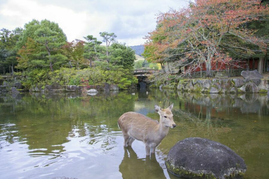 Nara: Private Walking Tour with a Local - The Real Benefits: Why This Tour Works