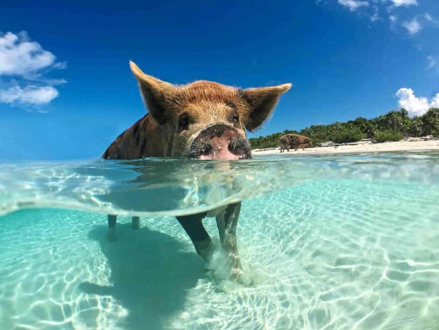 Nassau: 3-Island Snorkel Tour with Pigs, Beach Club, & Lunch - What to Expect and Practical Tips