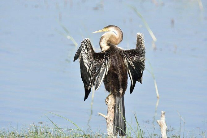 Negombo Lagoon Boat Safari From Negombo - The Guides: Knowledge & Friendliness