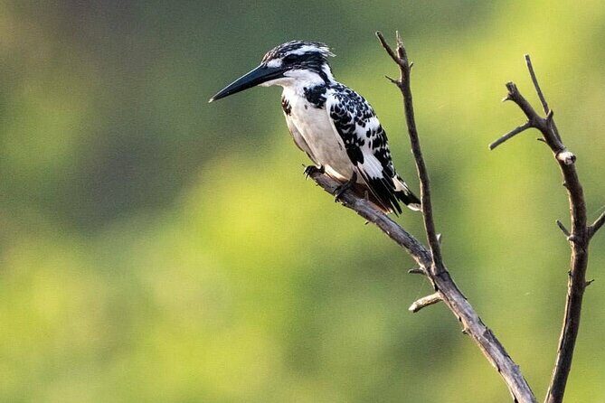 Negombo Lagoon & Muthurjawela Bird Watching Boat Tour - Practical Details & Tips