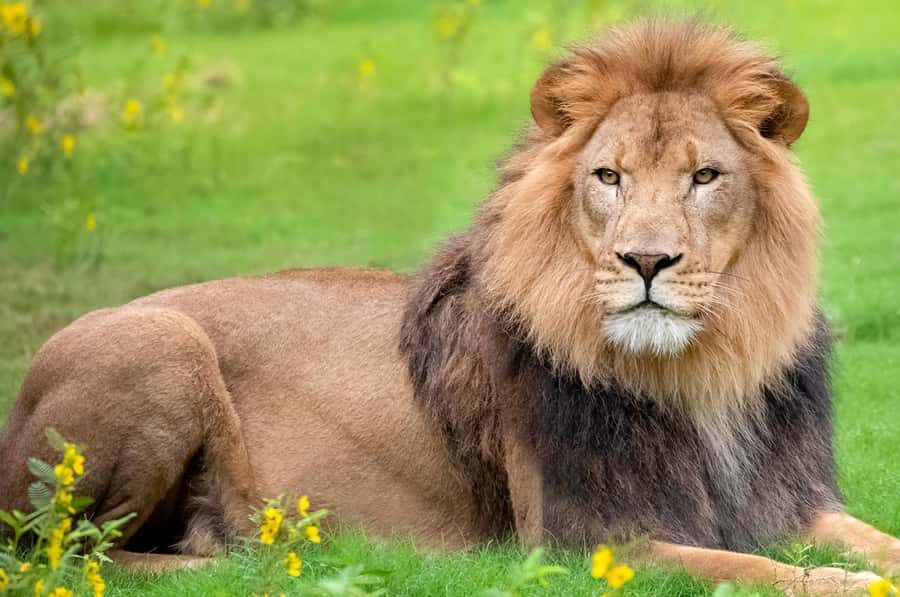 New Orleans: Audubon Zoo or Combo Ticket - Practical Details: Visiting and Ticketing