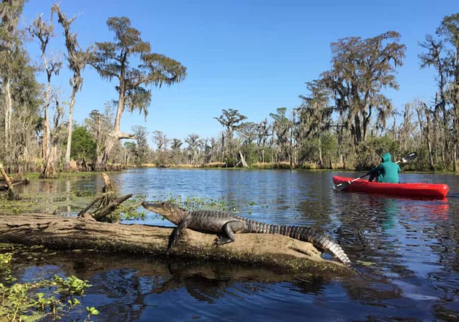 New Orleans: Manchac Swamp Wildlife Kayaking Tour - Final Thoughts: A True Louisiana Wetlands Escape