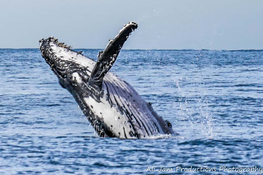 Newcastle: Humpback Whale Watching Cruise and Harbor Tour - Authentic Feedback from Travelers