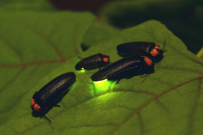Nighttime Forest Firefly Hike - Who Should Consider This Tour?
