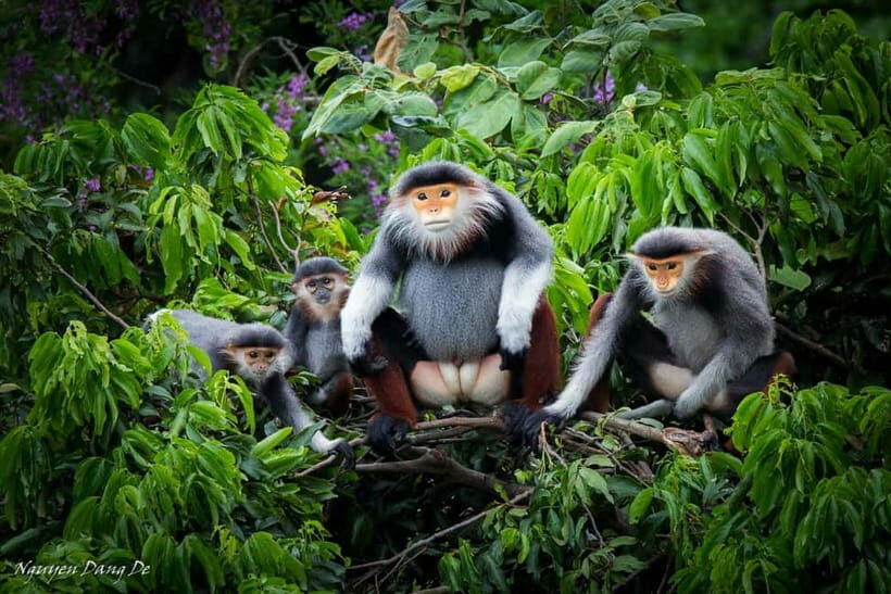 Ninh Binh: Cuc Phuong Jungle Hike & Wildlife Day Trip - Primates and Conservation: The Endangered Primate Rescue Center