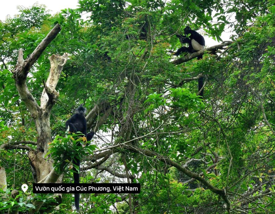 Ninh Binh: Wildlife, Jungle Hike, Cuc Phuong Park Guide Tour - What Makes This Tour Stand Out?