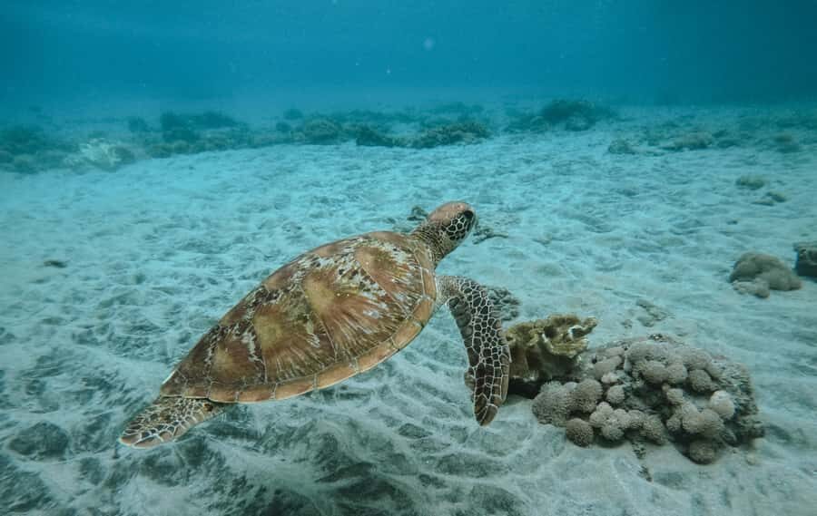 Nusa Penida: Snorkeling 3 Spots with GoPro & West Land Tour - Who Should Consider This Tour?
