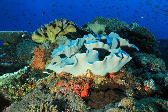 Nusa Penida : Snorkeling Trip Manta Point, Gamat Bay and Wall Bay - Who Will Love This Tour?