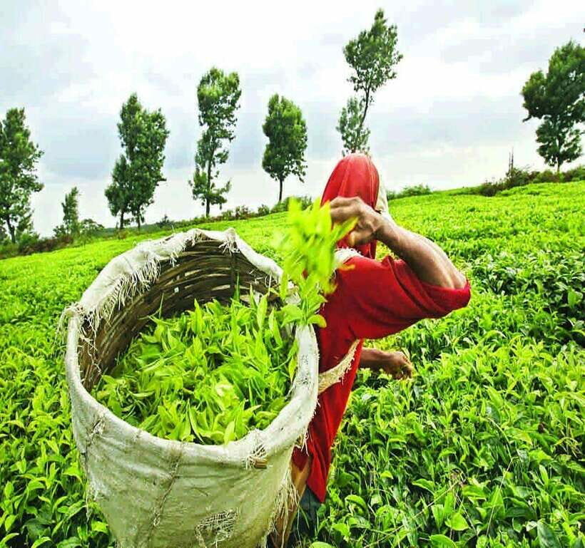 Nuwara Eliya: Tea Factory and Pickle Waterfalls Tuk Tuk Tour - Who Should Consider This Tour?