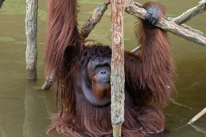 Orangutan Island, A Responsible Wildlife Sanctuary Experience - Practical Details That Matter
