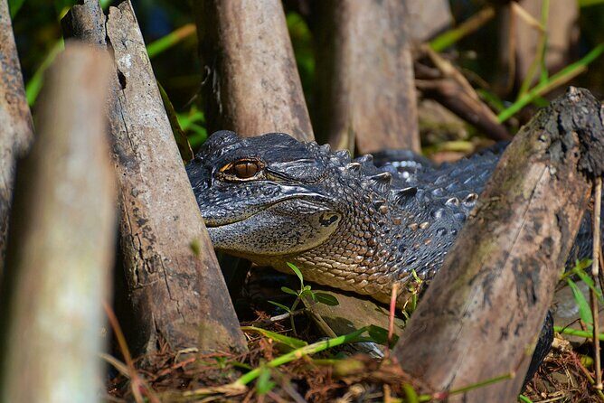 Orlando Wildlife Safari Hike with a Wildlife Photographer - Who Will Love This Tour?
