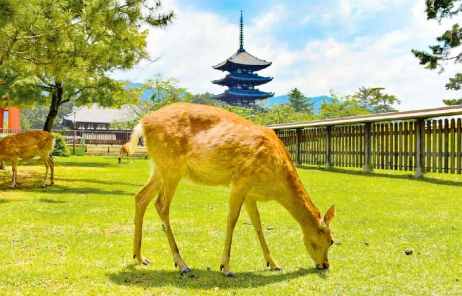 Osaka: Nara and Uji Day Trip with Deer Park and Hot Spring - Who Will Enjoy This Tour?