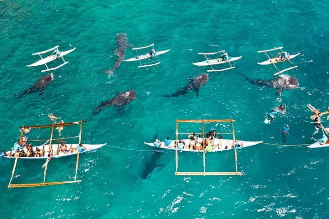 Oslob Whale Shark & Tumalog Waterfalls & Sumilon Sandbar - The Experience of Guided Tours