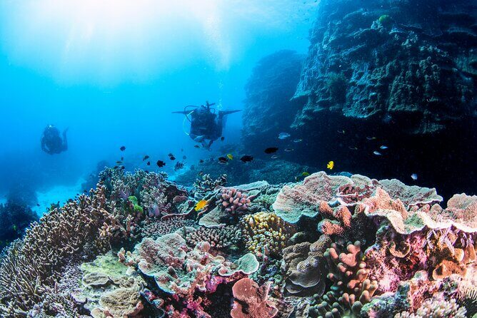 Outer Reef Scuba Diving Day Tour from Agnes Water 1770 - Meeting Points and Timing