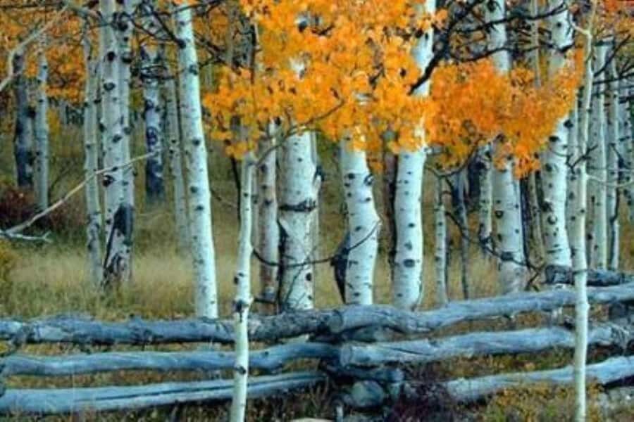 Park City: Guided Hiking Tour on Public Land Trails - The Trails and Scenic Highlights