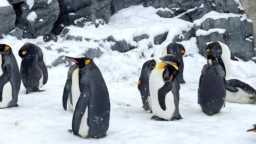Penguin Fun & Snowmobile : Sapporo Winter (Asahiyama Zoo) - Scenic Stop at Shikisai-no-oka