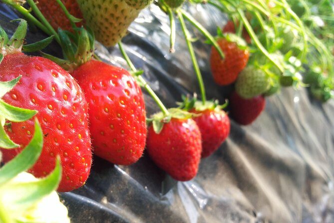 [Perfect Private Tour] Nami island, Petite France and Organic Strawberry Farm - How the Day Unfolds: A Breakdown