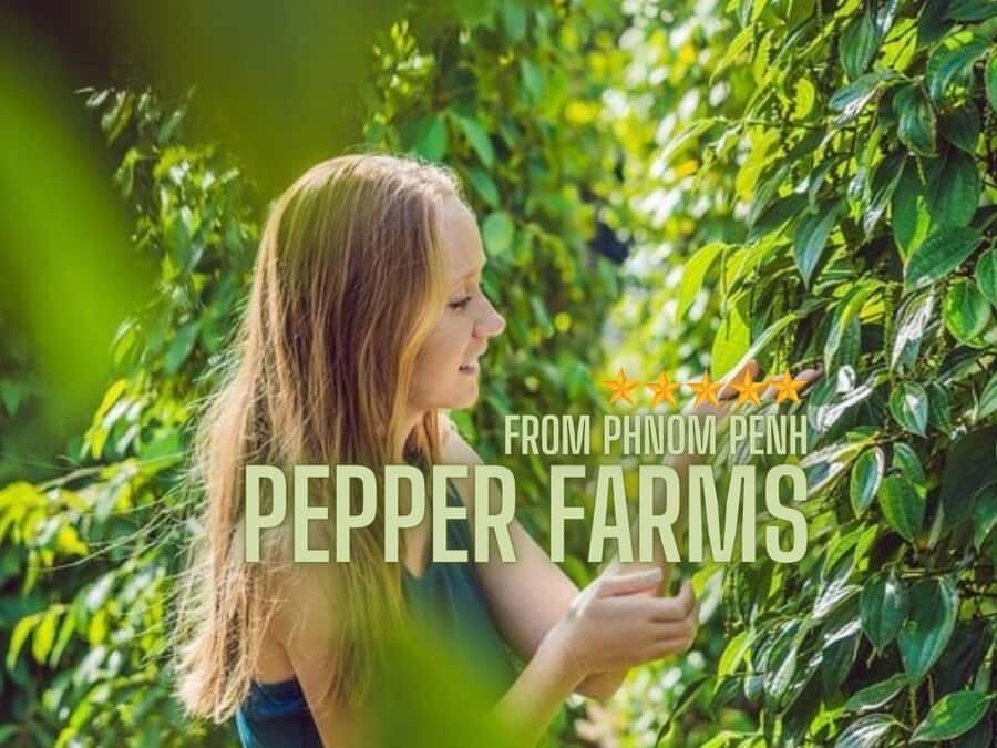 Phnom Penh to Kep Day Trip Scenic Train & Coastal Discovery - Visiting a Pepper Farm: Learning about Cambodia’s Spicy Treasure