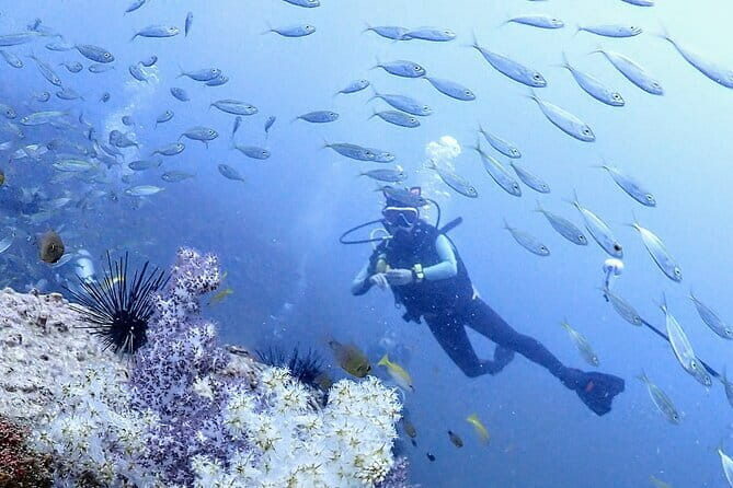 Phuket Scuba Diving Phi Phi Islands (Certified Divers Only) - Who Is This Tour Best For?