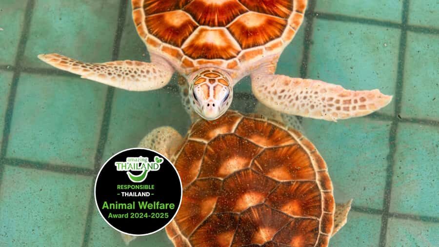 Phuket: Sea Turle Center,Temples,Tsunami & Elephant and More - Who Is This Tour Best For?