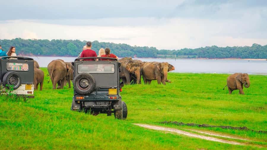 Polonnaruwa Ancient City & Minneriya Safari Combo Tour - What We Loved & What to Consider