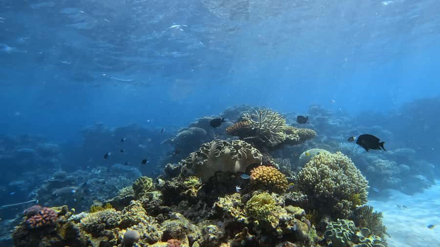 Port Douglas: Half Day Outer Reef Snorkelling Tour - The Itinerary in Detail