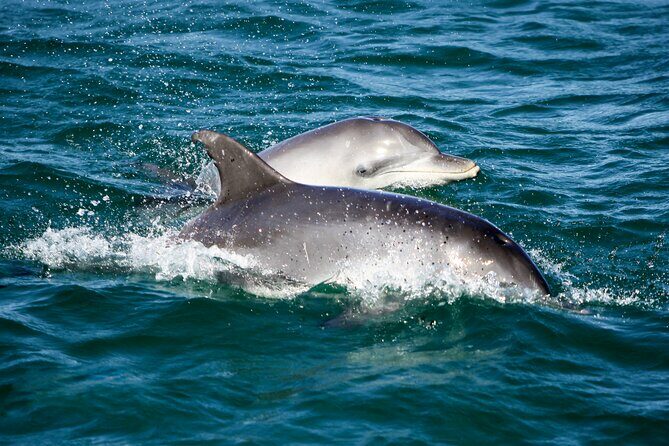 Port Stephens: Dolphin Discovery Cruise - The Value of the Experience