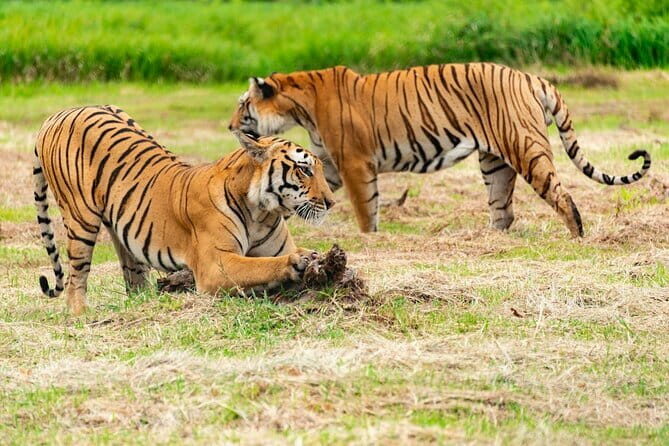 Private 4-Day Tiger Safari & Golden Triangle Tour from Delhi - The Itinerary Breakdown: From Delhi to the Wilds of Ranthambore