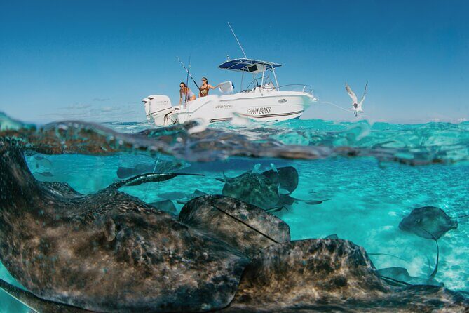 Private Boat Charter Snorkeling Stingray City or Bio Bay - Practical Considerations