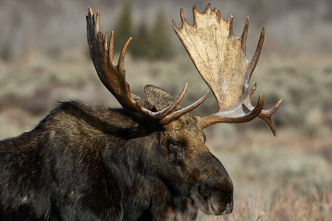 Private, Custom Yellowstone Wildlife Tours & Photo Safaris - The Practicalities and What You Should Know