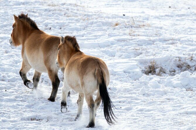 Private Day Tour in Hustai Nuruu National Park - Detailed Review of the Hustai Nuruu National Park Tour