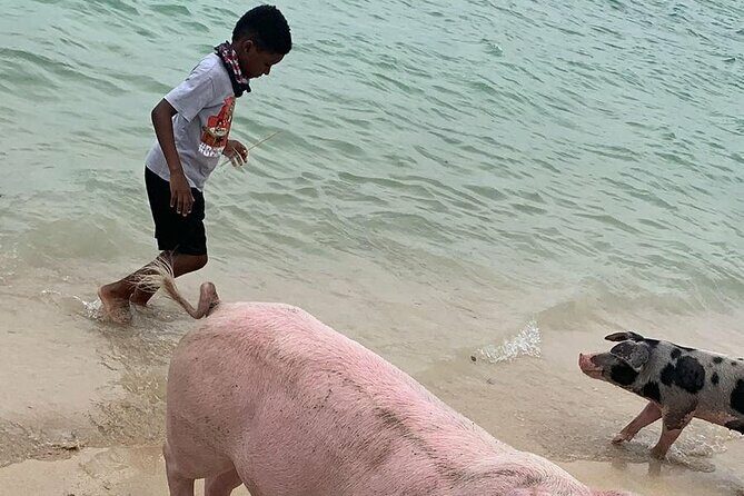 Private GroupTour Pigs/Turtles/Snorkeling/Lunch/Pickup/Dropoff - Final Thoughts