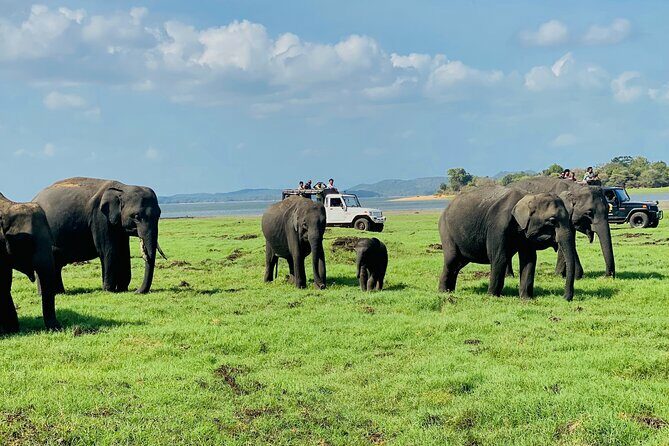 Private Jeep Safari at Minneriya and Kaudulla National Parks - Who Should Consider This Safari?