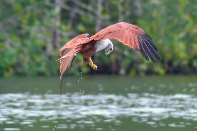 Private Langkawi Mangrove Forest Boat Tour Tg Rhu with Lunch - Authentic Experiences and Practical Details