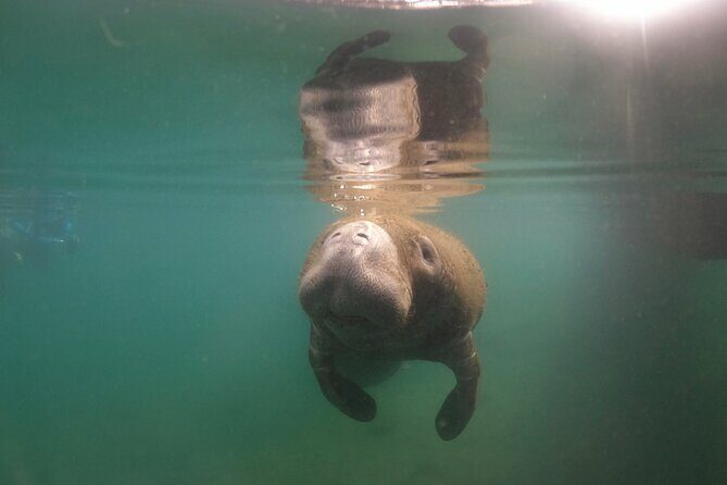 Private Manatee Snorkel Tour with FREE Photo Package - Pricing and Value