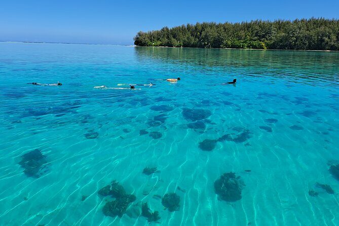 Private Marine Excursion and snorkeling in the lagoon of Moorea - Practical Details: Booking, Timing, and What to Bring