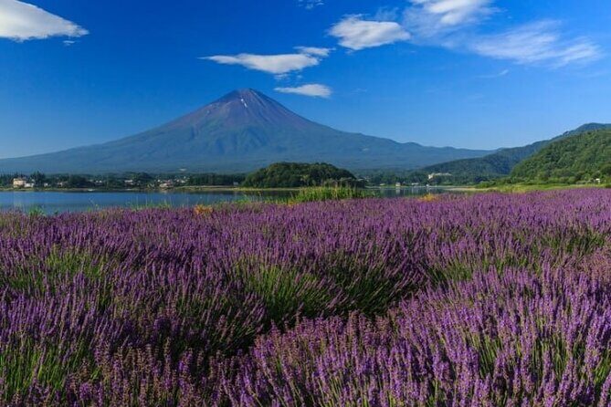 Private Mt Fuji Tour with English Speaking Driver - Practicalities and What They Mean for You
