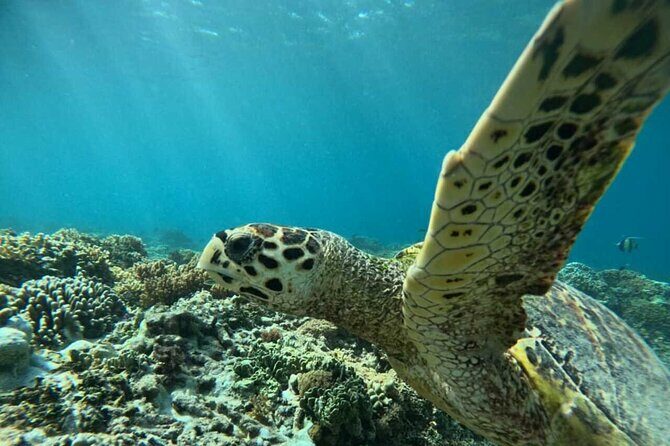 Private Snorkeling Tour of Gili Islands in Air Meno and Trawangan - What’s Included and What’s Not?