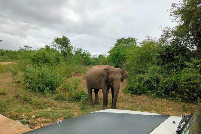 Private Tour : Udawalawe National Park Safari - Final Thoughts