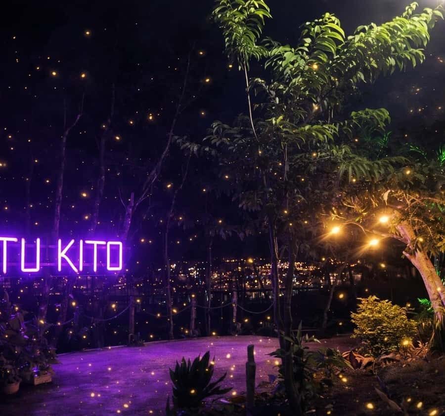 Puerto Princesa: Firefly Watching & Seasonal Plankton Tour - What To Expect During the Tour
