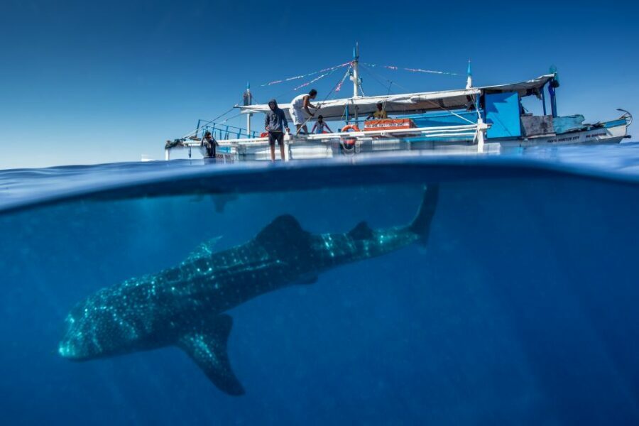 Puerto Princesa: Swim with Whale Sharks Boat Cruise - Final Thoughts: Who Will Love This Tour?