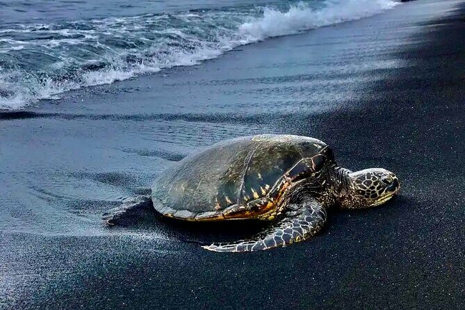 Punaluu Black Sand Beach Tour - Volcanoes National Park & Hilo - Practical Details: What to Expect