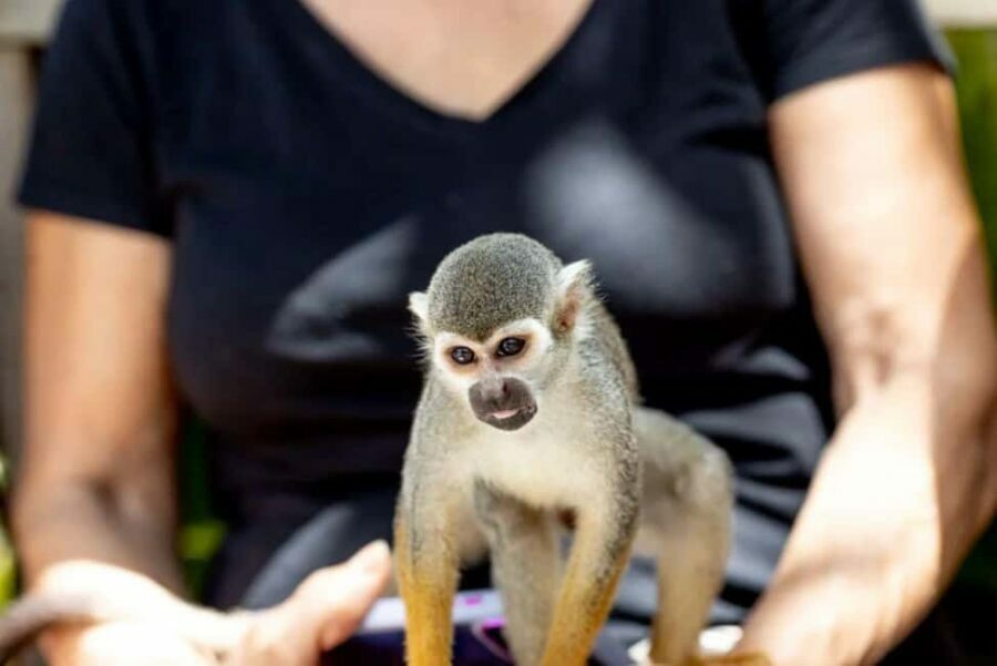 Punta Cana: Monkeyland Half-Day Tour with Snacks and Guide - What Its Like with the Guides