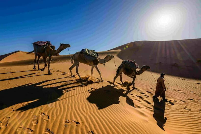 Pushkar: Camel Sunset Safari Adventure - What to Expect at Each Step