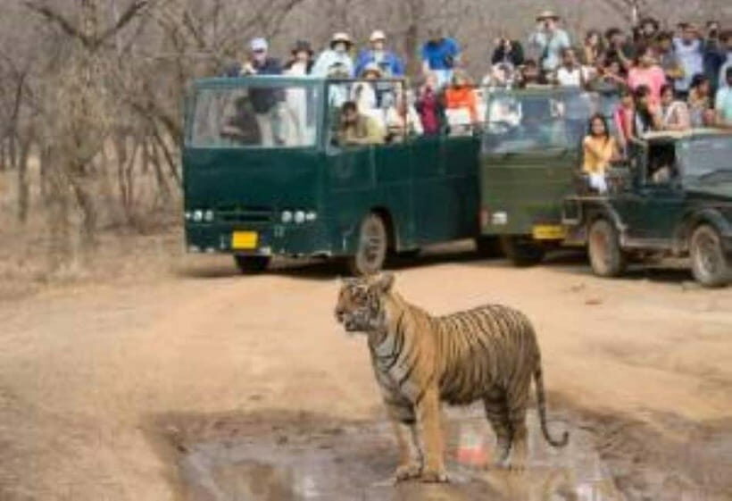 Rajasthan: Ranthambore National Park Safari - What to Expect from Your Ranthambore Safari